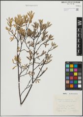 Foto von Salix repens subsp. incubacea (L.) A. Neumann